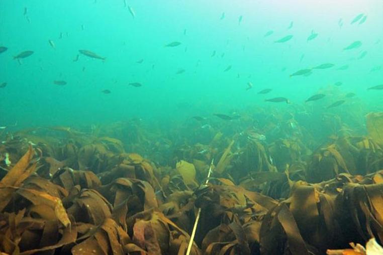 Thriving kelp field with a shoal of fish above it.