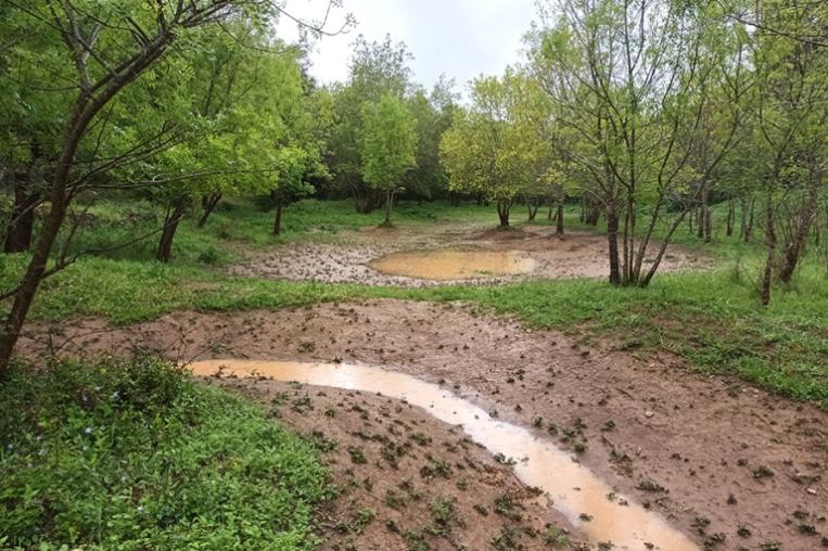 Ponds created as part of the rewilding of the Vinhas river.