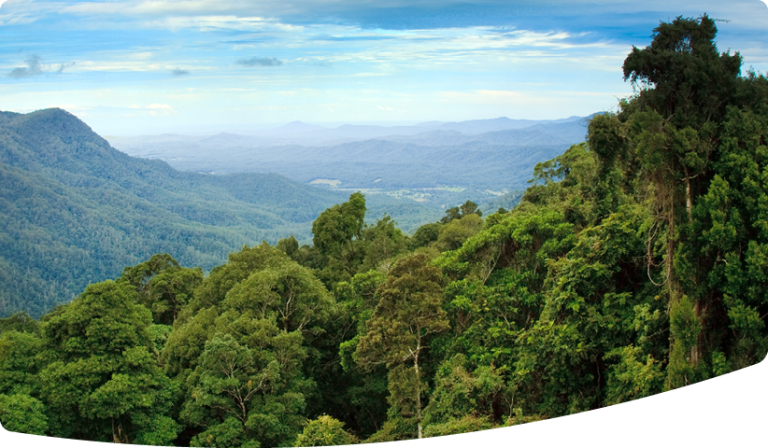 Panoramic view over a tropical rainforest.