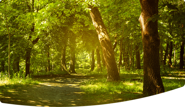 Open woodland with little ground vegetation
