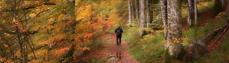 woodland landscape with orangey yellow leaves