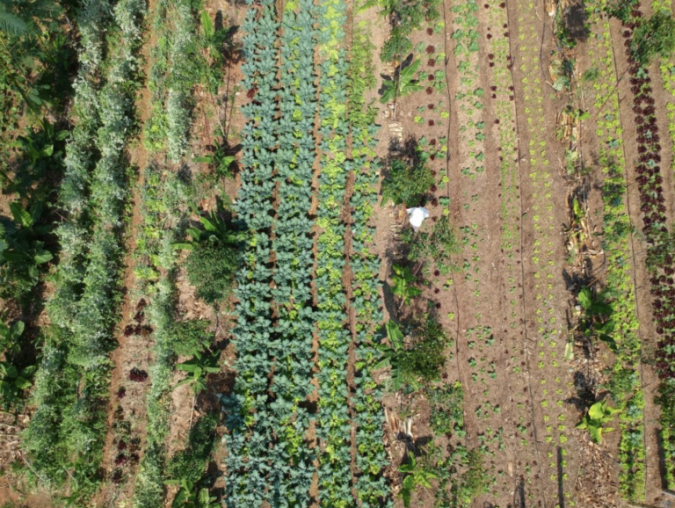 green farming rows