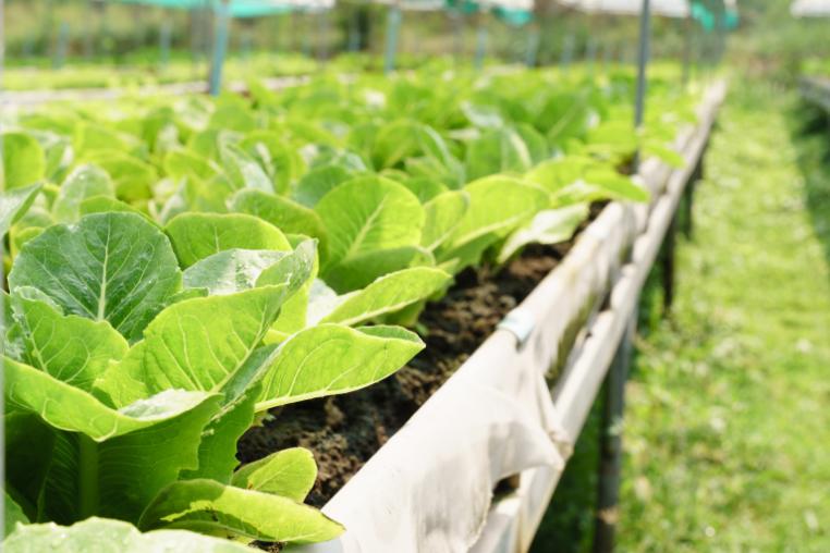 Planters in soil