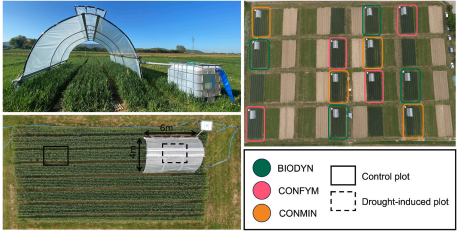 Experimental design of the on-field rainout sheltering experiment in the DOK long-term field trial across three different cropping systems (biodynamic - BIODYN, conventional mixed - CONFYM, and conventional - CONMIN) with winter wheat.