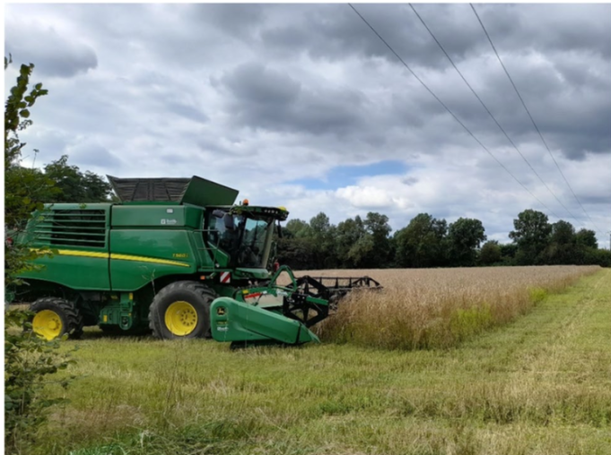 Intermediatewheatgrassharvestonafarmerexperimentalplot in 2021. Source: C. Bathellier.