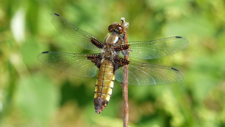 Close up picture of a dragonfly