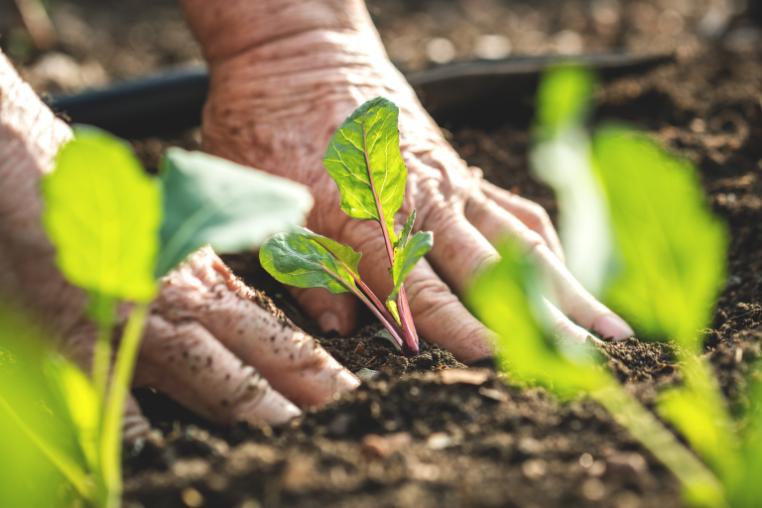 person planting green sprout