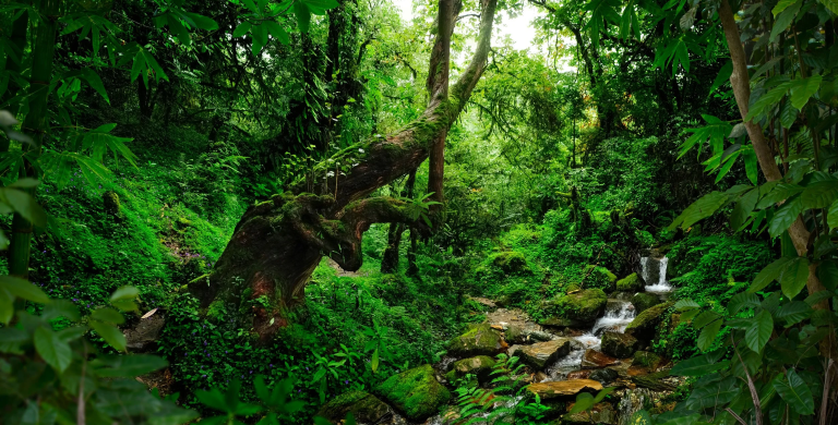 greenery