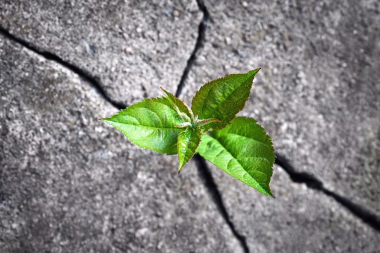 Seedling growing through cracked concrete