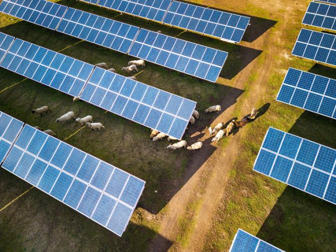 birdseye view of solar panels with cattle roaming freely between them in the sun 