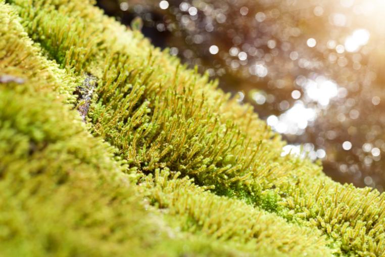 Close up picture of bright green moss