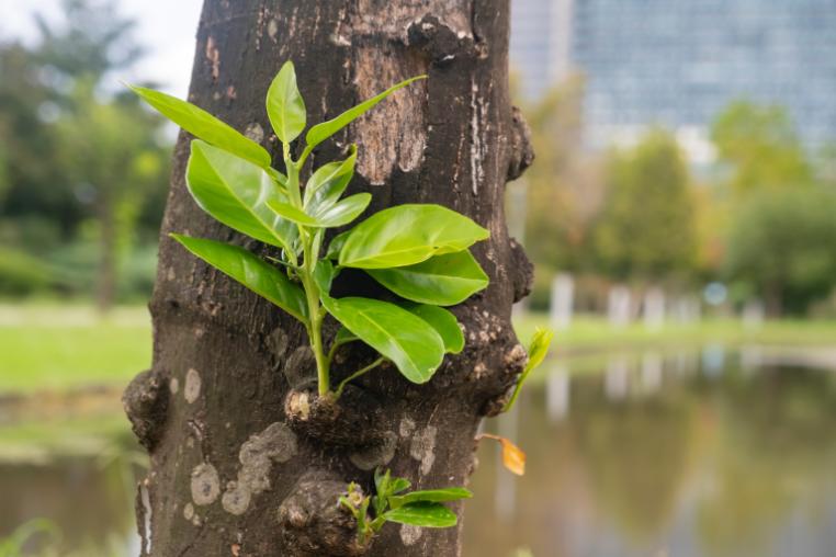 Shoot sprouting out of tree branch