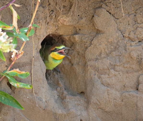 Colourful bird looking out of a hole in a rock face