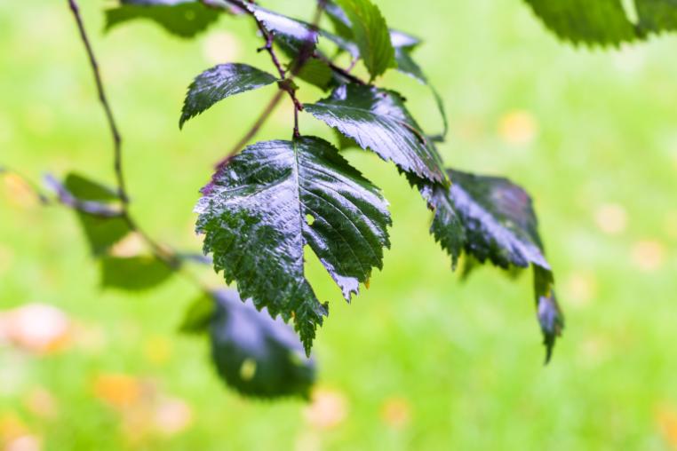 Tree leaves with rain on