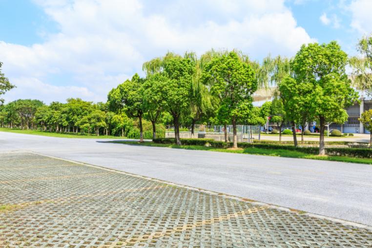 Street trees with tarmac and paving in the foreground