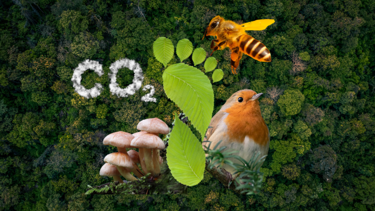 Forest from above. In the middle footprint and around a bird, bee, mushrooms and the letter CO2