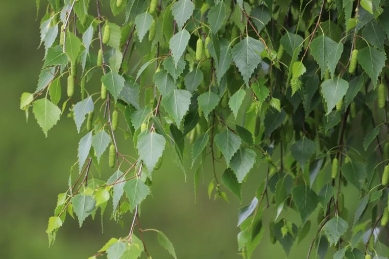 Betula pendula leaves