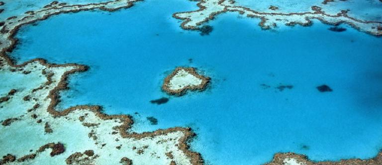 marine life - arial view of blue waters