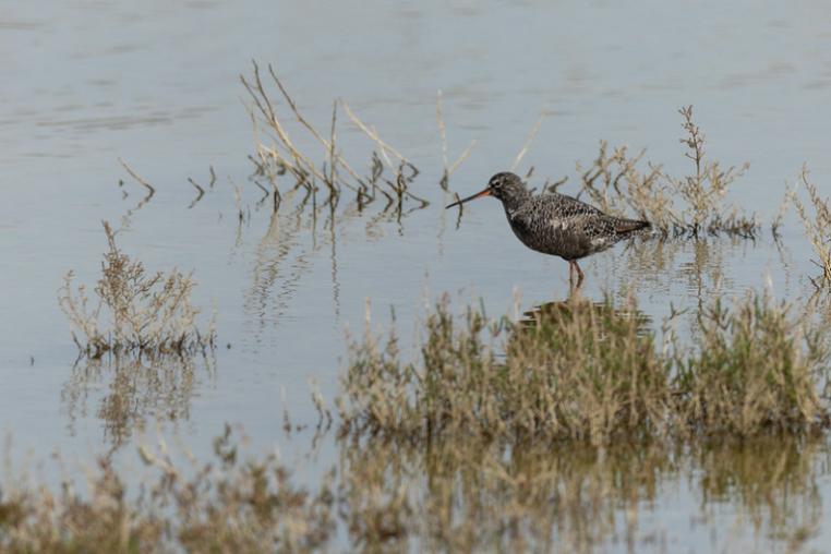 Gregoire Dubois - Spotted Redshank (Tringa erythropus). Emilia Romagna, Italy