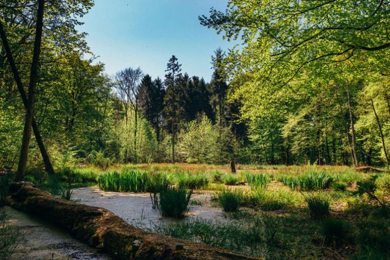 Wetland in a forest in Denmark
