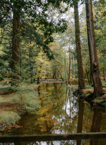 forest landscape