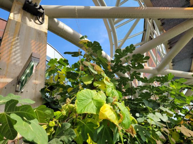 Plants in a greenhouse