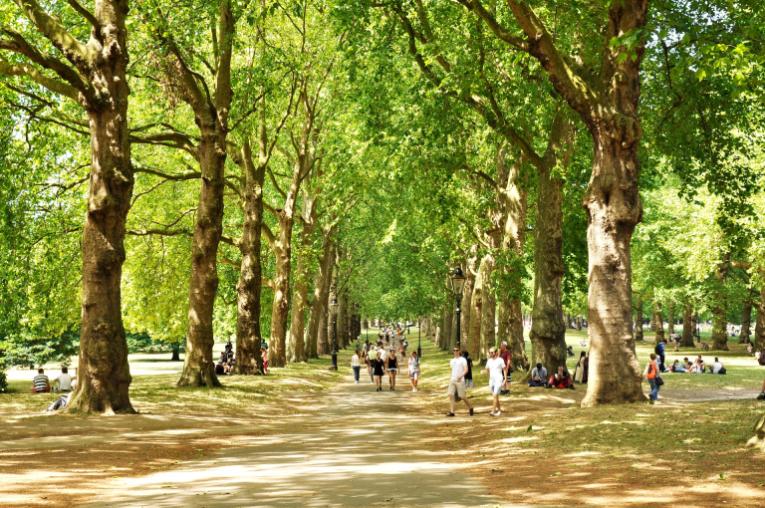 Green park with trees