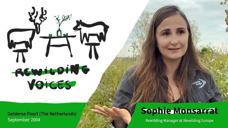 rewilding voices thumbnail