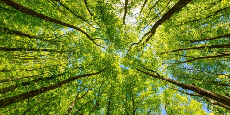 View upwards to tree tops that are covered with young, bright green leaves.