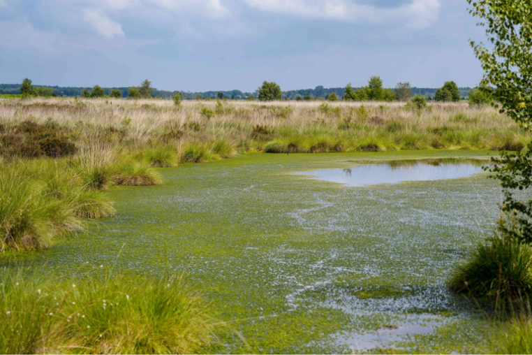 An open and flat wetland landscape, there is an area of open water in the foreground.