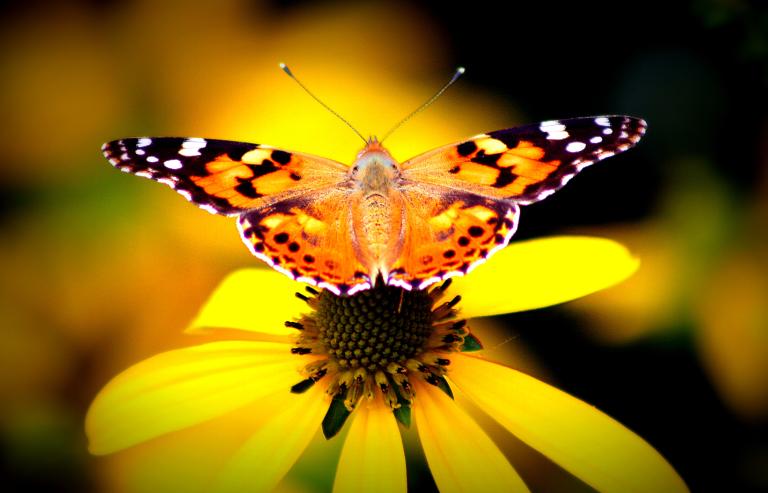 A butterfly resting on a yellow flower.