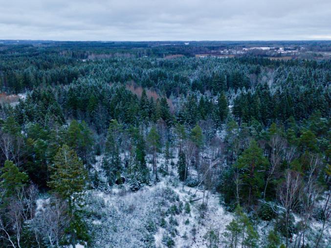 An area of forestry with areas of open land.