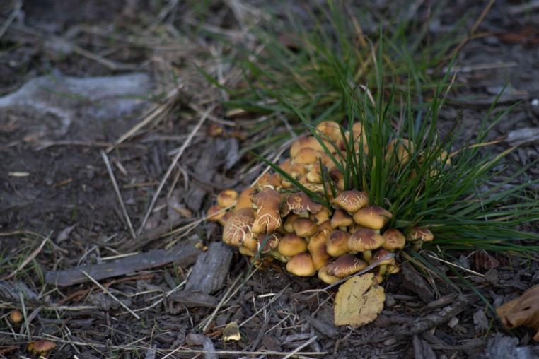 A small patch of pale brown fungi growing through grass.