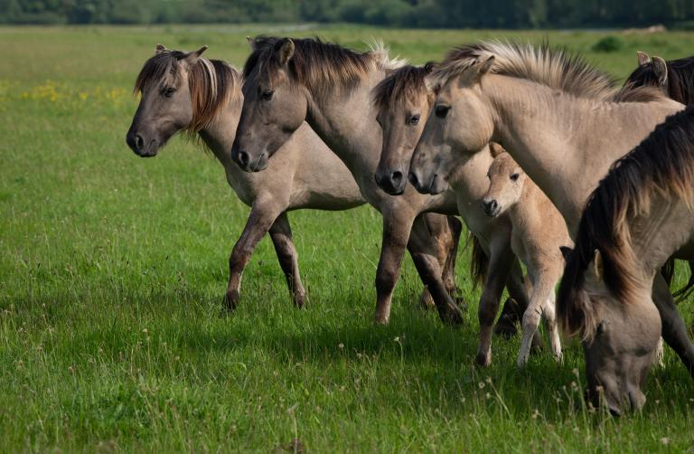 A small herd of wild ponies.
