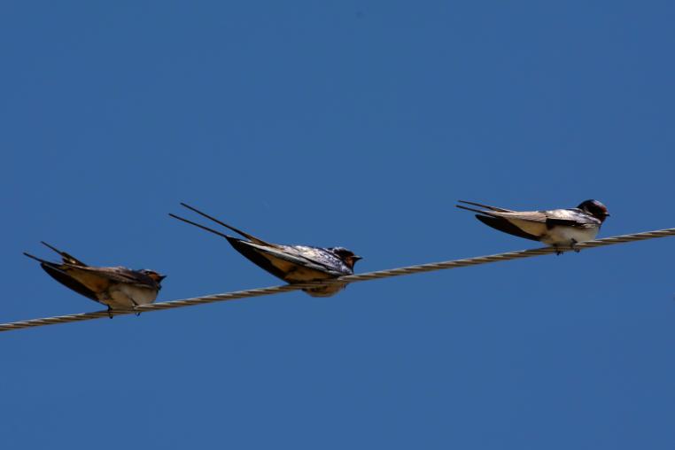 Three swallows resting on a cable.