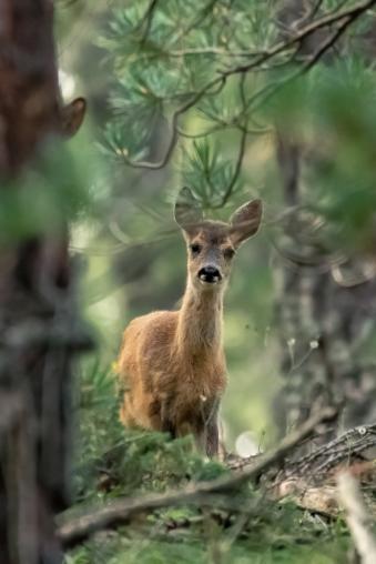 A young deer in a forest staring forwards.