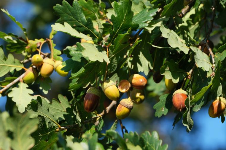 Acorns and leaves on an oak tree branch.
