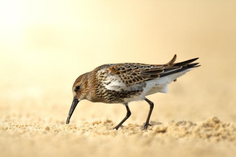 A dunlin bird foraging in sand.