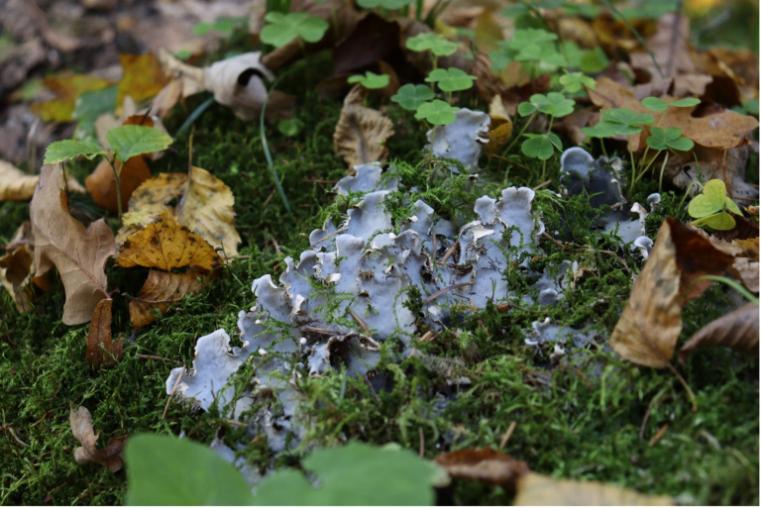 Lichen growing in grass and fallen leaves.