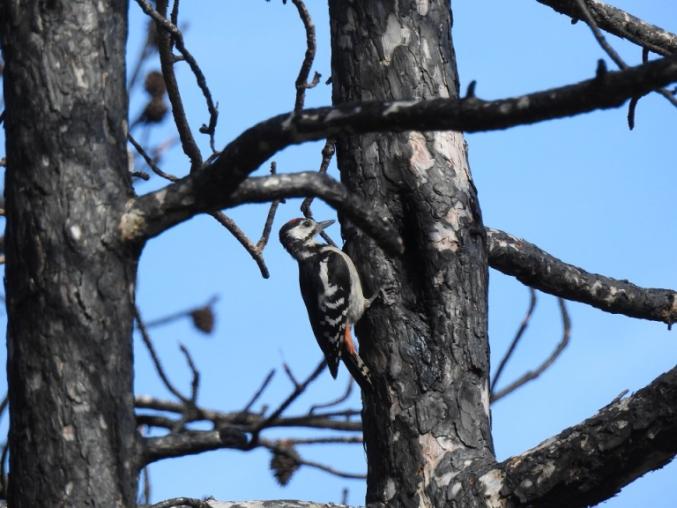 Woodpecker on a tree trunk.