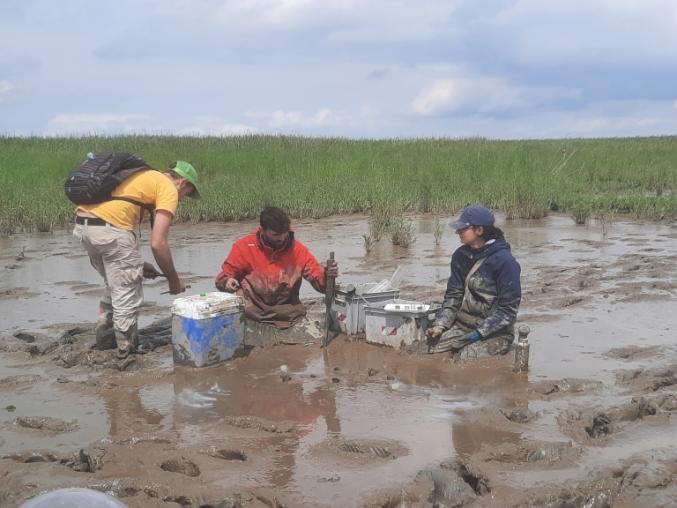 Three people in intertidal mud with boxes surrounded by seagrass.