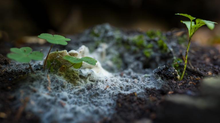 Close up of small plants and mycorrhizal on soil.