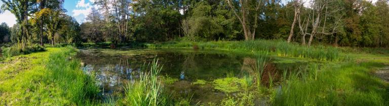 Image of a pond with well vegetated edges.
