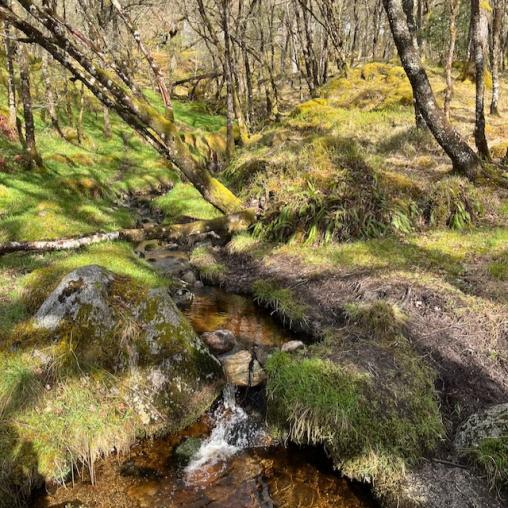 Image of rainforest in western Scotland