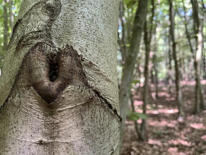 Close up of a tree trunk in a forest.