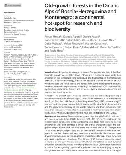 old growth forests in the dinaric alps
