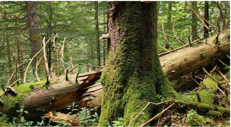 The base of a tree trunk with a fallen tree behind it.