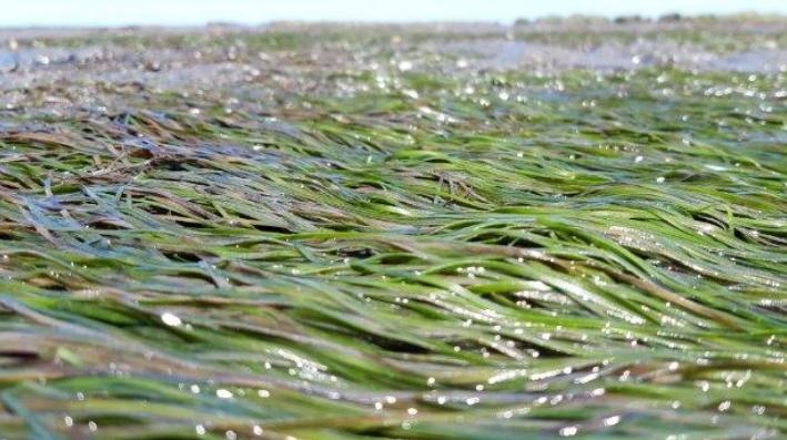 Seagrass bed with seagrass lying on the wet sand.