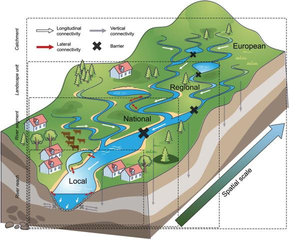 A typical river basin with the three spatial dimensions of connectivity, barriers, and relevant spatial scales for management. Spatial scales in this figure are comparable to the commonly used scales: river reach (local), river segment (national), landscape unit (regional) and catchment scale (European). Note that the temporal scale is not explicitly represented in this figure. Illustration obtained from Stoffers et al. (2024).