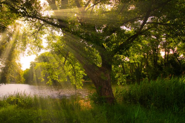 Sunlight flitered through a mature tree by a river.